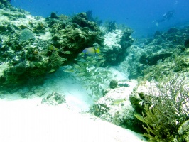 Reef IMG 9341